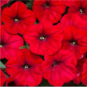Trailing Petunia Easy Wave 'Red'
